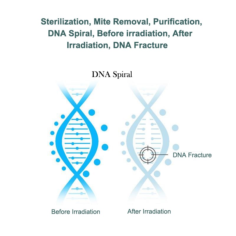 DNA Spiral structure before UV irradiation